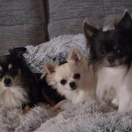 Chihuahua All Grown Up from Angelique Dalley