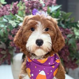 Scarlette - Red  female Goldendoodle puppy in Yuciapa, California from AlltheDoodlez_