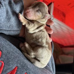Flynn - Chocolate and cream male Dachshund puppy in Grants Pass, Oregon from Redwood Dachshunds