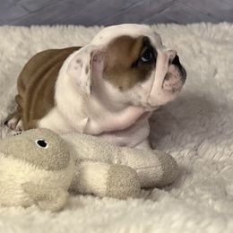 Bulldog Puppies from Sweet Rolls
