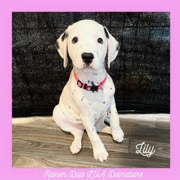 Dalmatian Puppies from Rainier DALS LUA Dalmatians of Washington