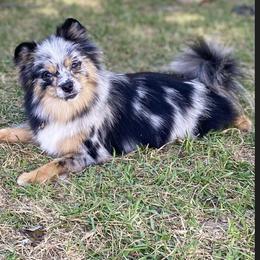 Calypso - Pomeranian