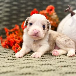 Red Merle - Red merle female Miniature Australian Shepherd puppy in New Bern, North Carolina from KD Miniature Aussies