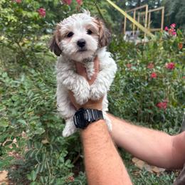 Dolly - Parti female Yorkipoo puppy in Henderson, North Carolina from Dorans Danes and Doodles