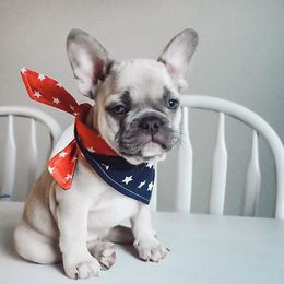 French Bulldogs from K.B frenchies