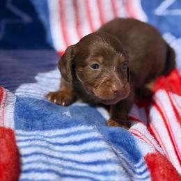 McKenna - Chocolate and tan female Dachshund puppy in Huffman, Texas from Alex's Dachshunds