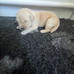 Golden Retriever Puppies from ATW Retrievers