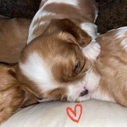 Cavalier King Charles Spaniel Puppies from Cassie’s Cavaliers