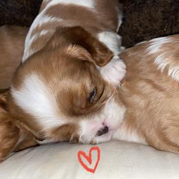 Cavalier King Charles Spaniel Puppies from Cassie’s Cavaliers