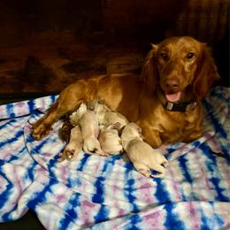 Butterscotch - Dachshund