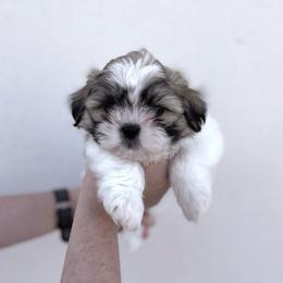 Boy - Liver and white male Shih Tzu puppy in Seguin, Texas from Dolled Up Shih Tzus