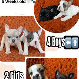 French Bulldog Puppies from A Quality French Bulldogs AZ