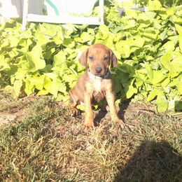 Anna - Rd whtn blk nose female Rhodesian Ridgeback puppy in Carney, Oklahoma from River Run Parson Russell terriers & River Run Ridgebacks