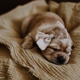 Labrador Retriever Puppies from Landon J Farms Labrador Retrievers
