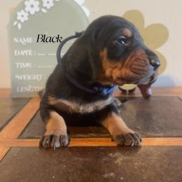 Fathers Day Ready Black boy - Black and tan male Black and Tan Coonhound puppy in Pueblo, Colorado from BT Coonhound