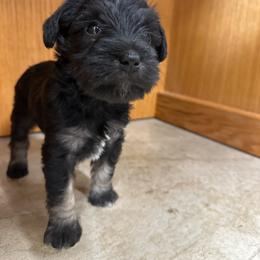 Sapphire - Black female Miniature Schnauzer puppy in Lebanon, Oregon from LJ Mini Schnauzers