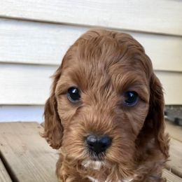 Cavapoo Puppies from Painter Cavapoos