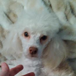 Ivy - Poodle