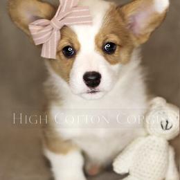 American Corgi and Pembroke Welsh Corgi Puppies from High Cotton Corgis
