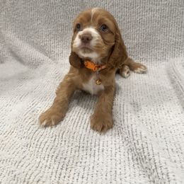 Pumpkin Roll - Red and white female Cocker Spaniel puppy in Oklahoma City, Oklahoma from BRX Country Cockers LLC