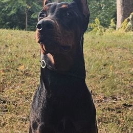 Aaliyah - Doberman Pinscher