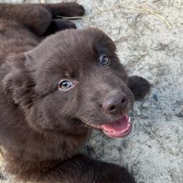 Brownie - Red & white male Australian Shepherd puppy in Whitwell, Tennessee from Owl Hollow Farm