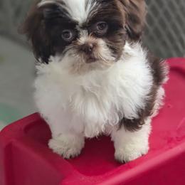 Boy Five - Liver and white male Shih Tzu puppy in New Bern, North Carolina from Kuddly Creatures