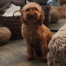 Ginger - Poodle