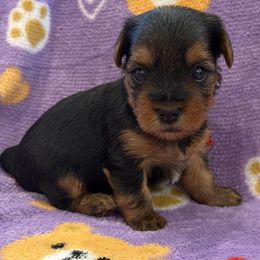 Yorkshire Terrier puppies from Cuddles of Cuteness
