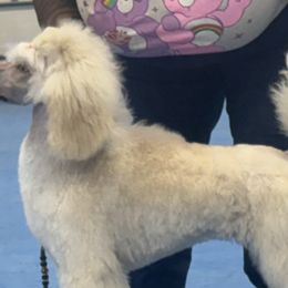 Poodles from Twindo Poodles