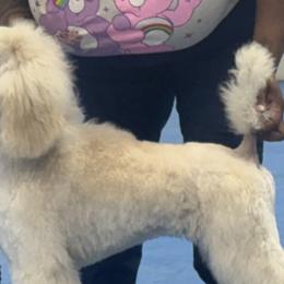 Poodles from Twindo Poodles