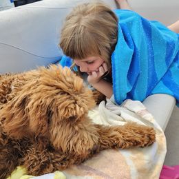 Labradoodles, Poodles, and Springerdoodles from Pawpaws Doodles