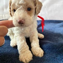 Grumpy - Brown and white male Cockapoo puppy in Adrian, Oregon from ApplebyFarm