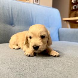 Boy 1 - Cream male Dachshund puppy in Walla Walla Valley, Oregon from English Cream Dachshunds