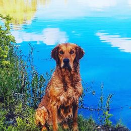 German Shepherds from P9:13 Dog Kennel