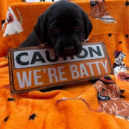 Pink - Black female Labrador Retriever puppy in Heath Springs, South Carolina from Rich Hill Retrievers