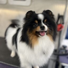 Dezi - Pomeranian