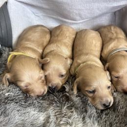 Dachshund Puppies from Buckwild Doxies