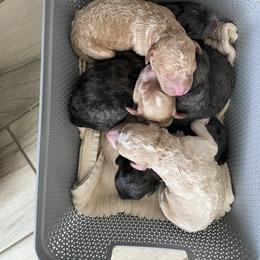 Sheepadoodle Puppies from Sarah Pearl’s Mini Sheepadoodles