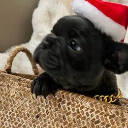 French Bulldogs from Frenchie Ma