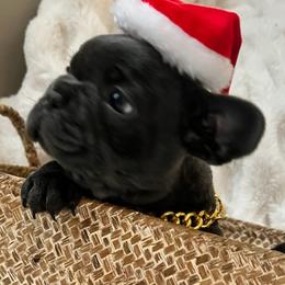 French Bulldogs from Frenchie Ma