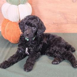Martha - Black female Poodle puppy in Bauxite, Arkansas from Mountain Ridge Poodles
