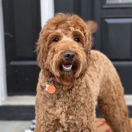 Luna - Australian Labradoodle