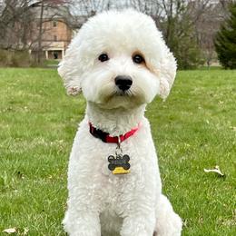 Rellie - Australian Labradoodle