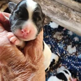 Sam - Black and white male English Springer Spaniel puppy in Craig, Nebraska from Fur & Feathers Kennel