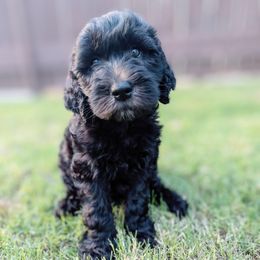 Aussiedoodle, Goldendoodle, and Poodle Puppies from Rebecca Creek Retrievers, LLC