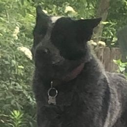 ranger - Australian Cattle Dog
