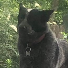 ranger - Australian Cattle Dog