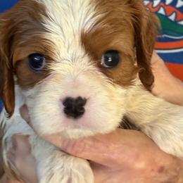 Stan - Blenheim male Cavalier King Charles Spaniel puppy in Ocala Fl, Florida from Encore Cockers