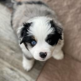Jasper - Blue merle male Miniature Australian Shepherd puppy in Wesley Chapel, Florida from August Oaks Aussies